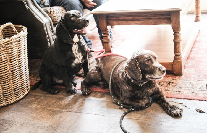 Tips for choosing a dog-friendly hotel 