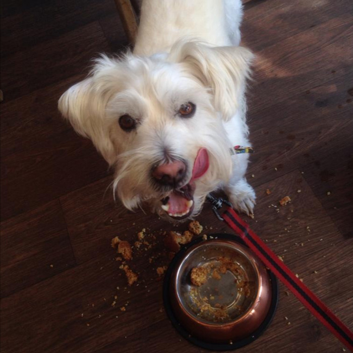 Tips for choosing a dog-friendly hotel 